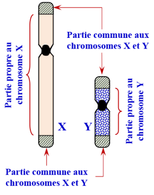 Les lois statistiques de la transmission des caractères héréditaires chez les diploïdes